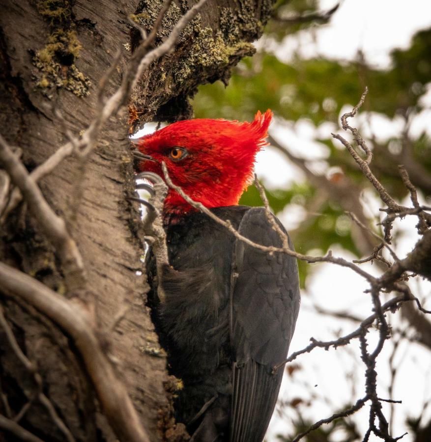 Готель Patagonia Camp Torres del Paine National Park Екстер'єр фото
